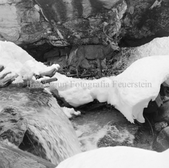Hirsch überquert Eisbach