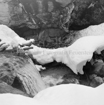Hirsch überquert Eisbach