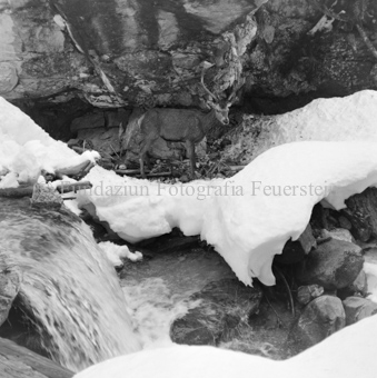 Hirsch überquert Eisbach