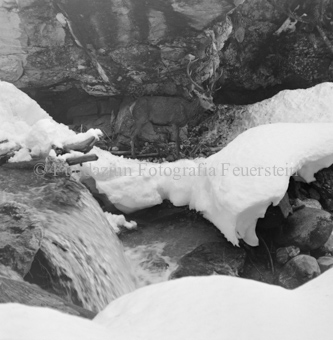 Hirsch überquert Eisbach