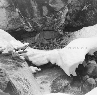 Hirsch überquert Eisbach