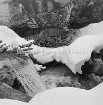 Hirsch überquert Eisbach