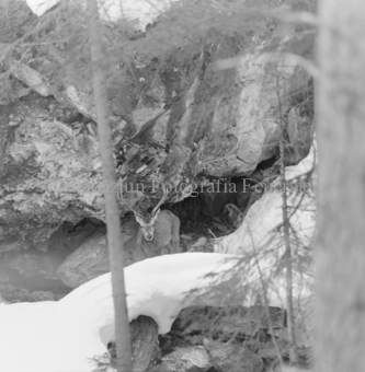 Hirsch überquert Eisbach