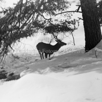 Hirsch in Schneelandschaft