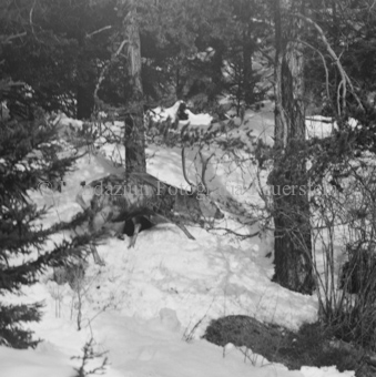 Hirsch in Schneelandschaft