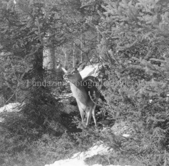 Hirsche im Wald