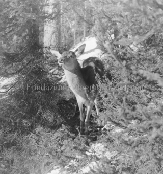 Hirsche im Wald