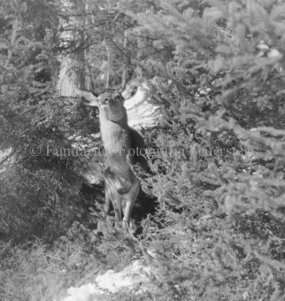 Hirsche im Wald
