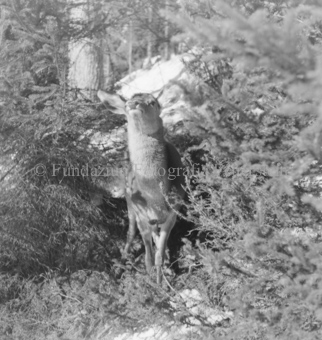 Hirsche im Wald