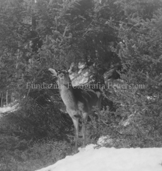 Hirsche im Wald