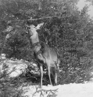 Hirsche im Wald