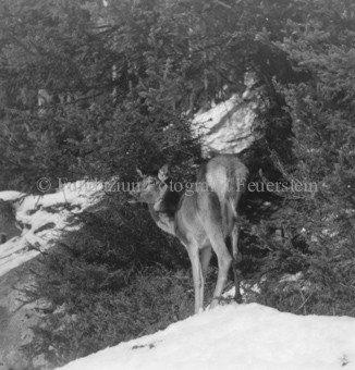 Hirsche im Wald