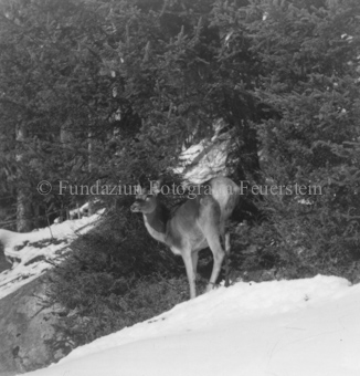 Hirsche im Wald