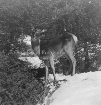 Hirsche im Wald