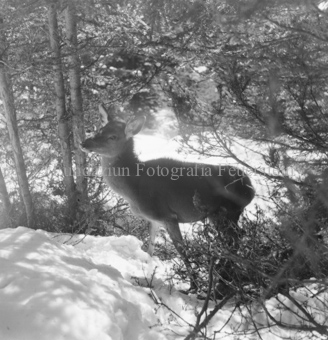 Hirsche im Wald