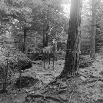 Hirsche im Wald