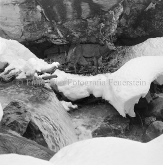 Hirsch überquert Eisbach