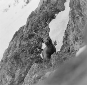 Hirsch hinter Felswand