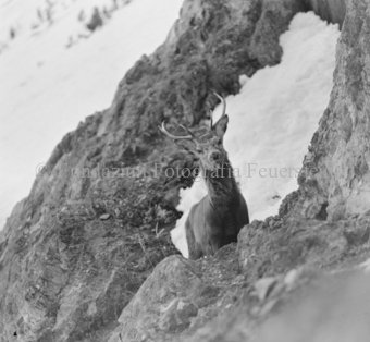 Hirsch hinter Felswand