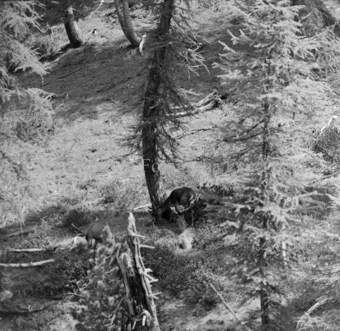 Hirsche im Wald