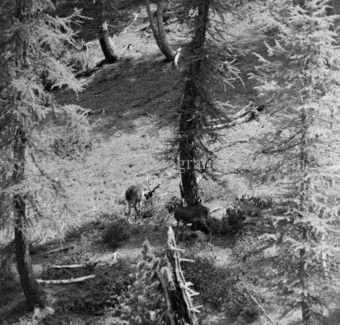 Hirsche im Wald