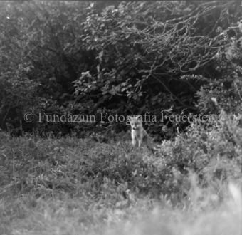 Fuchs im Gras