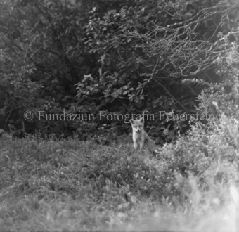 Fuchs im Gras