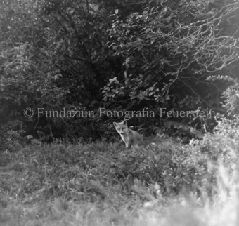 Fuchs im Gras