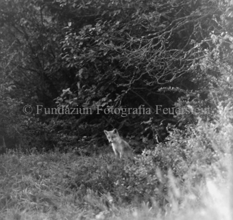 Fuchs im Gras