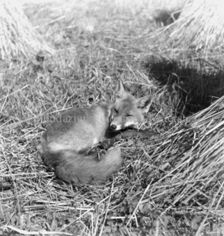 Fuchs im Stroh