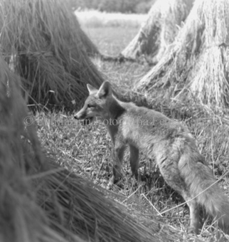 Fuchs im Stroh