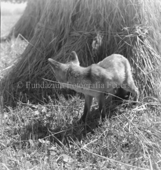 Fuchs im Stroh