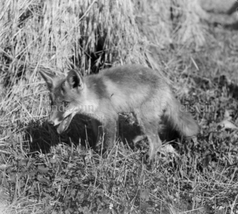 Album «Wild» Nr. 2, Serie: Fuchs