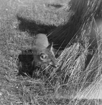 Fuchs im Stroh