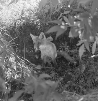 Fuchs im Gras