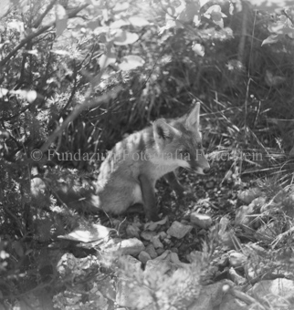Fuchs im Gras