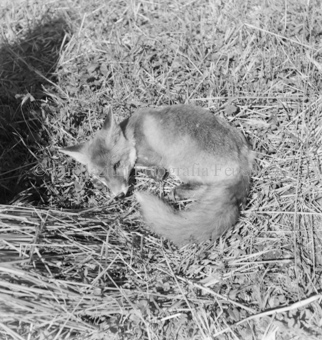 Fuchs im Stroh