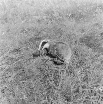 Dachs im Gras