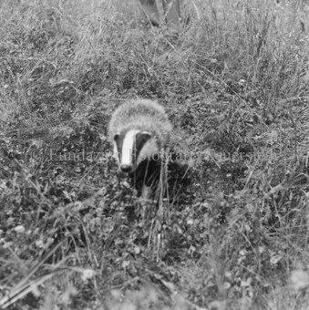 Album «Wild» Nr. 2, Serie: Dachs