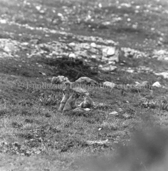 Album «Wild» Nr. 2, Serie: Murmeltier