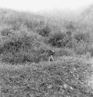 Album «Wild» Nr. 2, Serie: Murmeltier