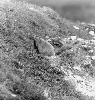 Album «Wild» Nr. 2, Serie: Murmeltier