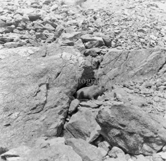 Album «Wild» Nr. 2, Serie: Murmeltier