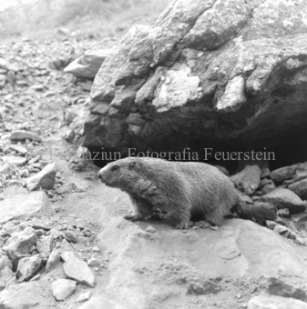 Album «Wild» Nr. 2, Serie: Murmeltier