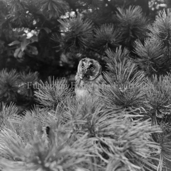 Album «Wild» Nr. 2, Serie: Waldohreule