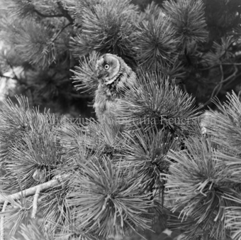 Album «Wild» Nr. 2, Serie: Waldohreule