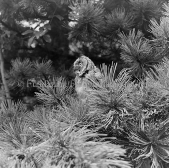 Album «Wild» Nr. 2, Serie: Waldohreule