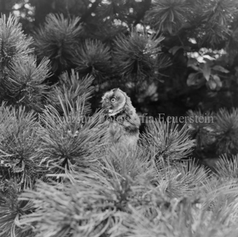 Album «Wild» Nr. 2, Serie: Waldohreule