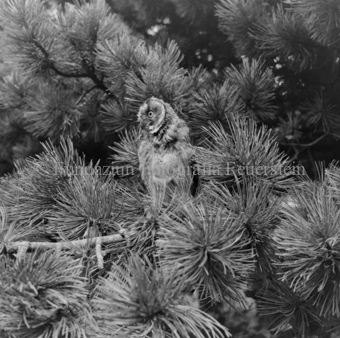 Album «Wild» Nr. 2, Serie: Waldohreule