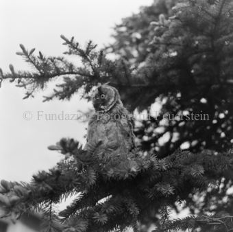 Album «Wild» Nr. 2, Serie: Waldohreule